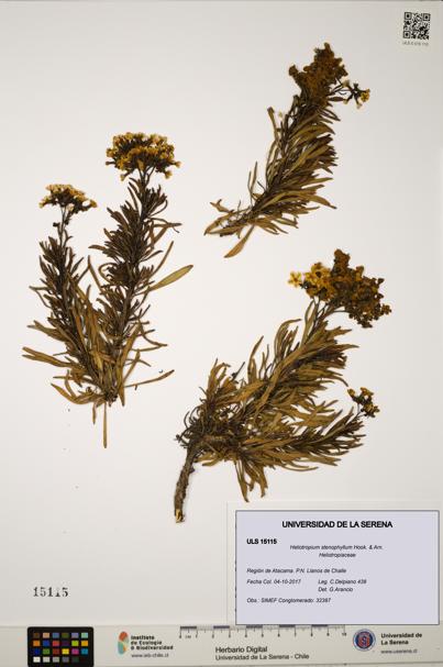 Heliotropium stenophyllum [Espécimen: ULS:ULS:0015115]