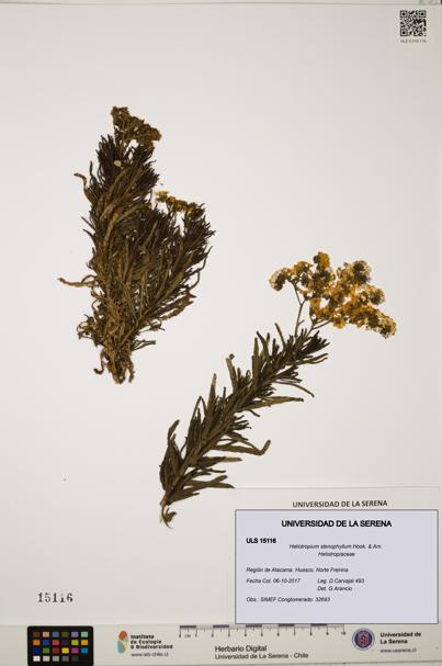 Heliotropium stenophyllum [Espécimen: ULS:ULS:0015116]
