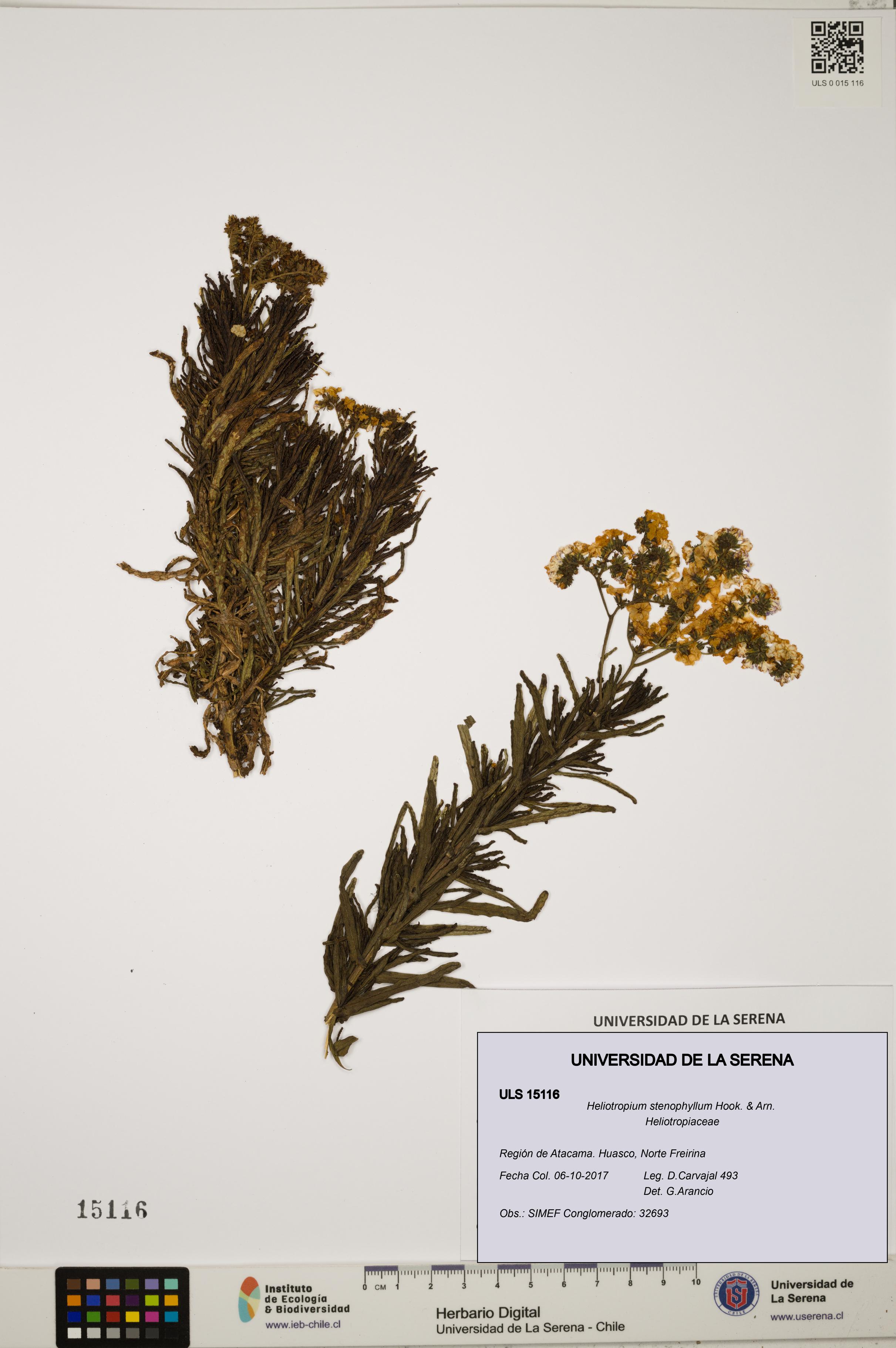 Heliotropium stenophyllum [Espécimen: ULS:ULS:0015116]