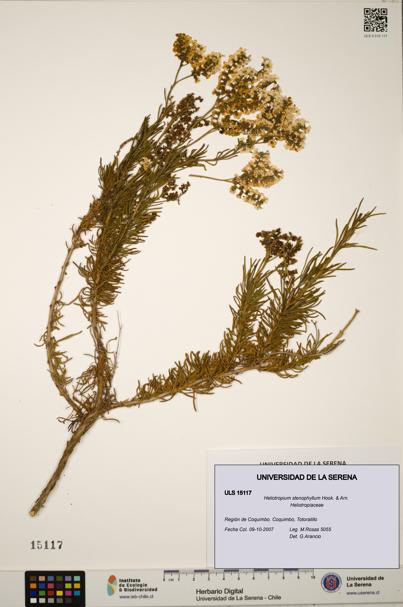 Heliotropium stenophyllum [Espécimen: ULS:ULS:0015117]