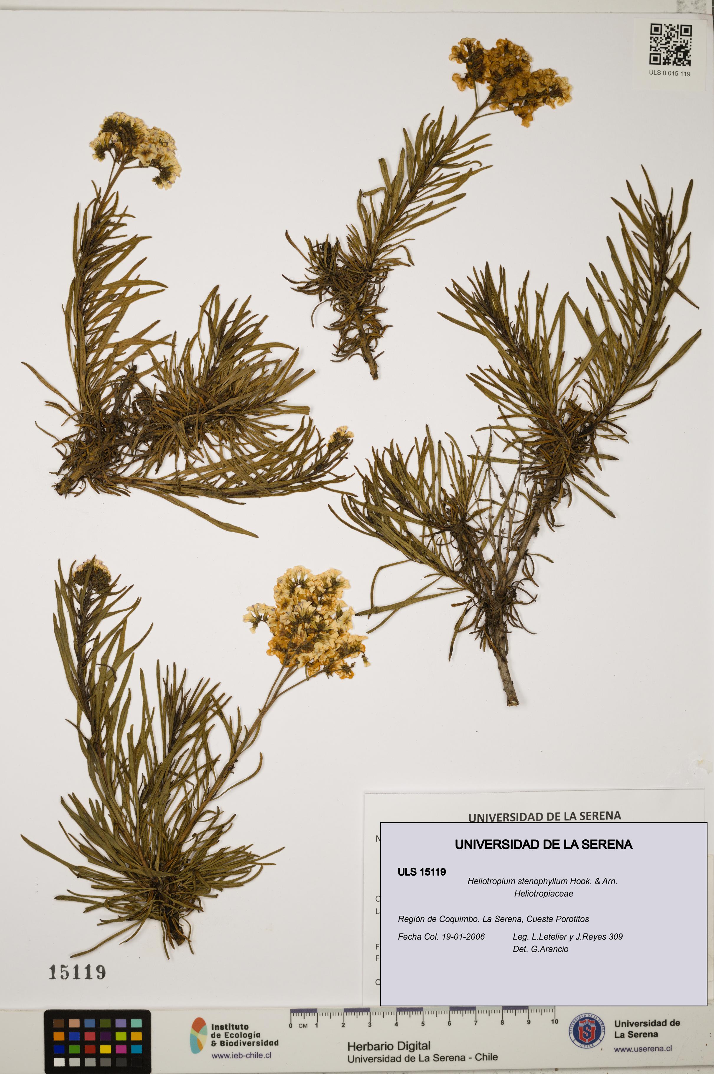 Heliotropium stenophyllum [Espécimen: ULS:ULS:0015119]