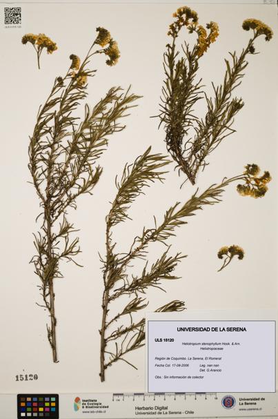 Heliotropium stenophyllum [Espécimen: ULS:ULS:0015120]