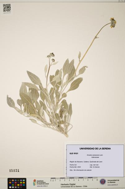 Encelia canescens [Espécimen: ULS:ULS:0015121]
