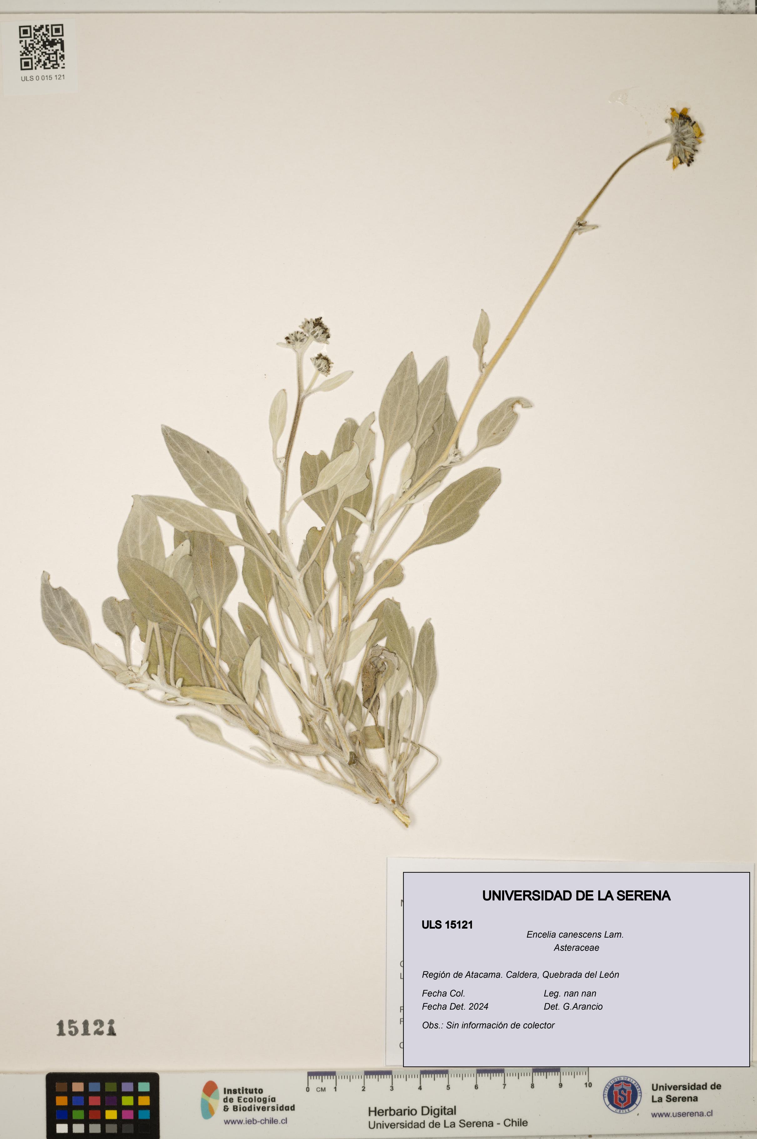 Encelia canescens [Espécimen: ULS:ULS:0015121]