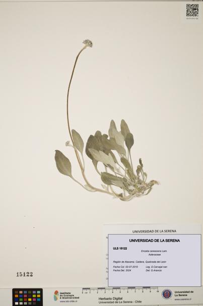 Encelia canescens [Espécimen: ULS:ULS:0015122]