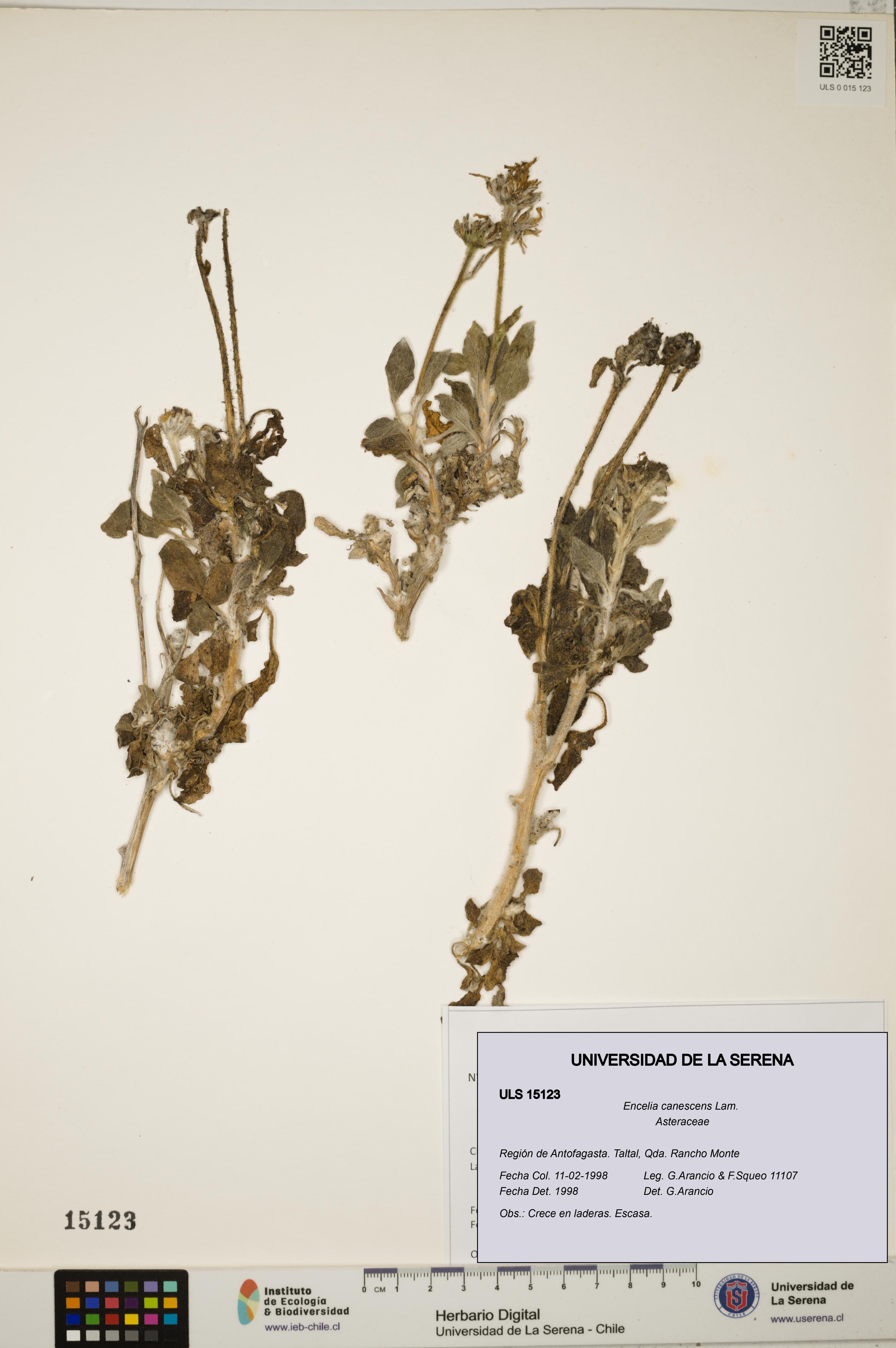 Encelia canescens [Espécimen: ULS:ULS:0015123]