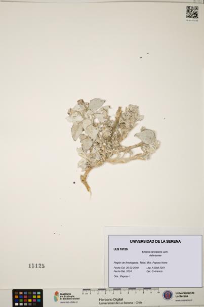 Encelia canescens [Espécimen: ULS:ULS:0015125]