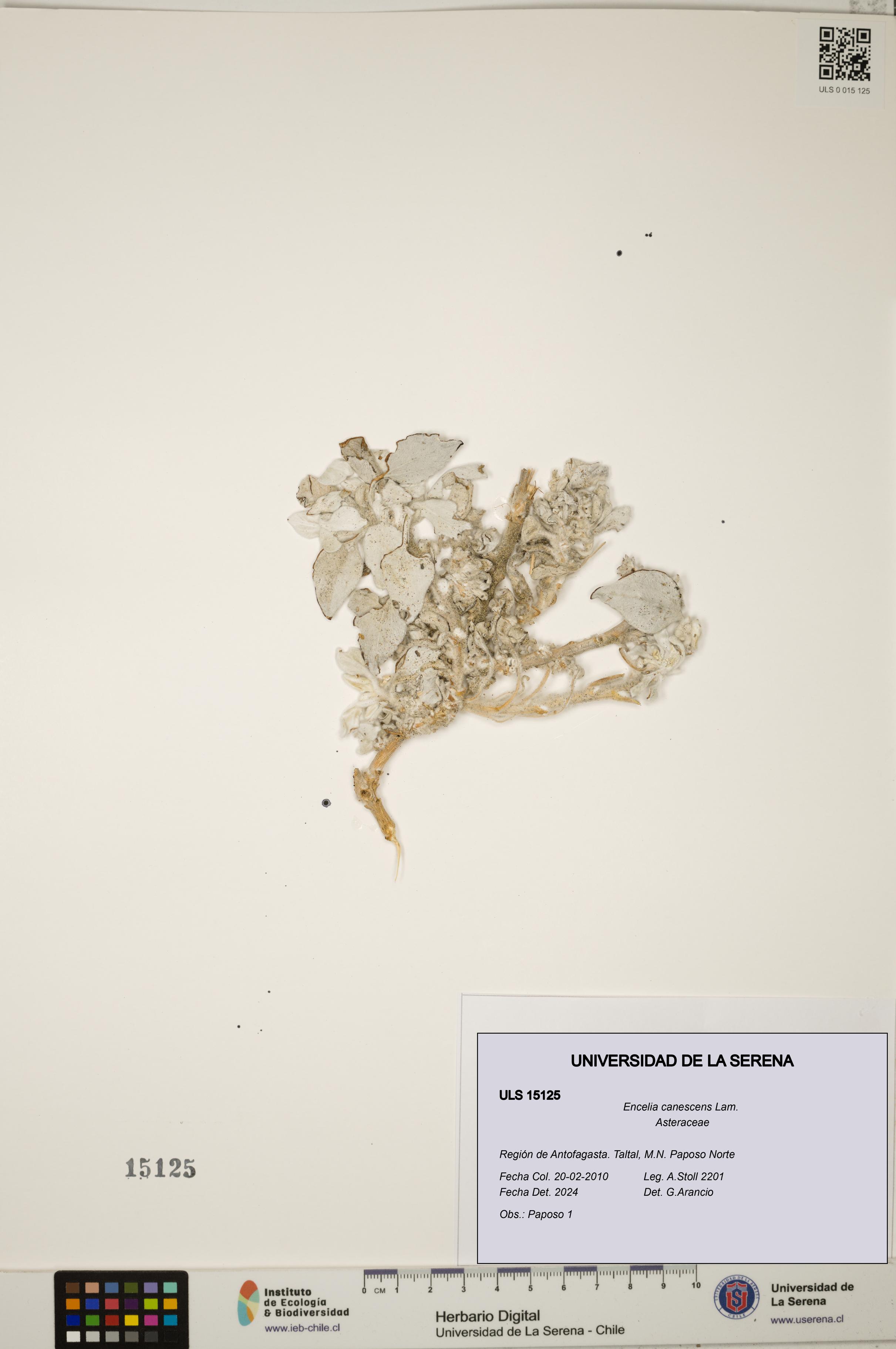 Encelia canescens [Espécimen: ULS:ULS:0015125]