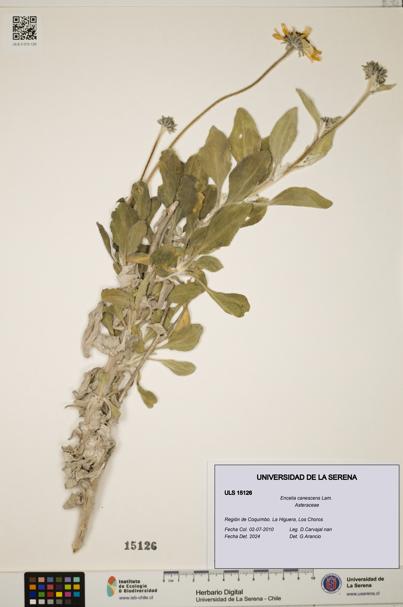 Encelia canescens [Espécimen: ULS:ULS:0015126]
