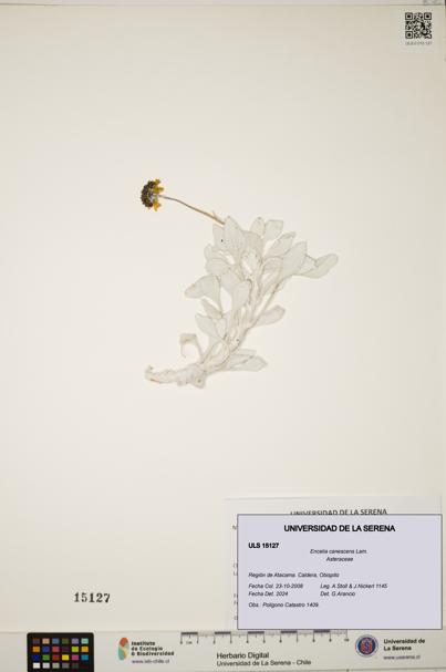 Encelia canescens [Espécimen: ULS:ULS:0015127]