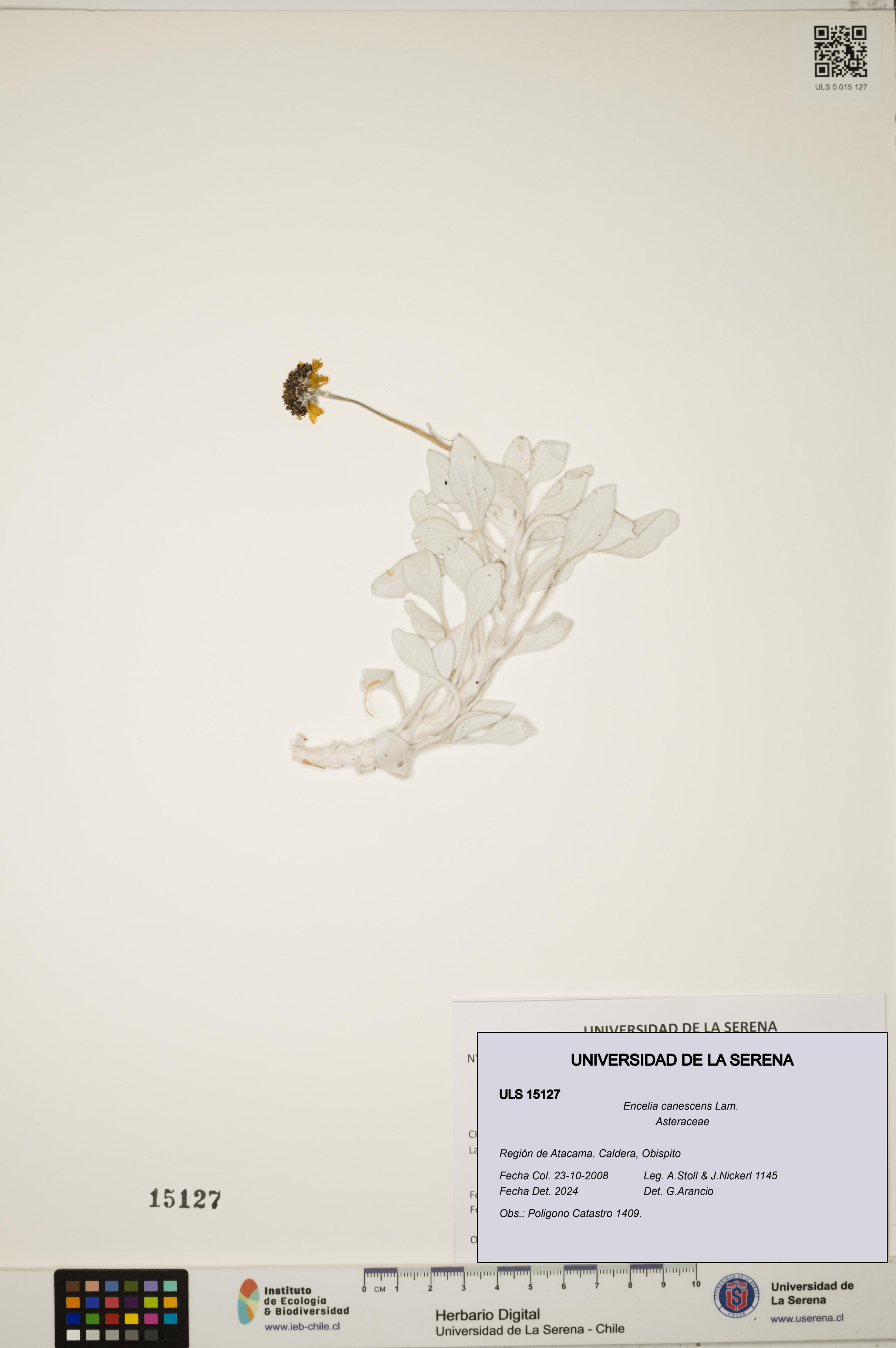 Encelia canescens [Espécimen: ULS:ULS:0015127]