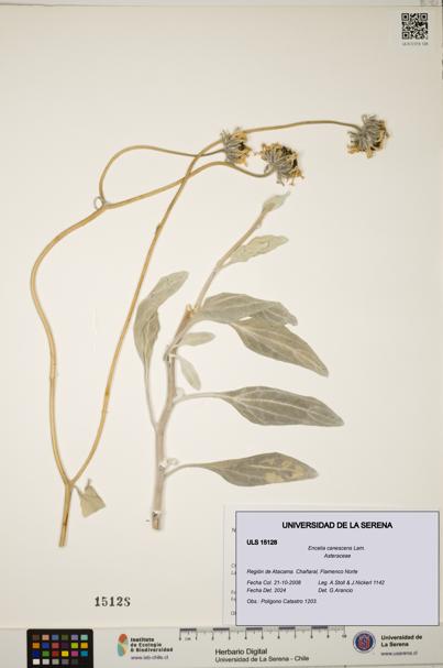 Encelia canescens [Espécimen: ULS:ULS:0015128]