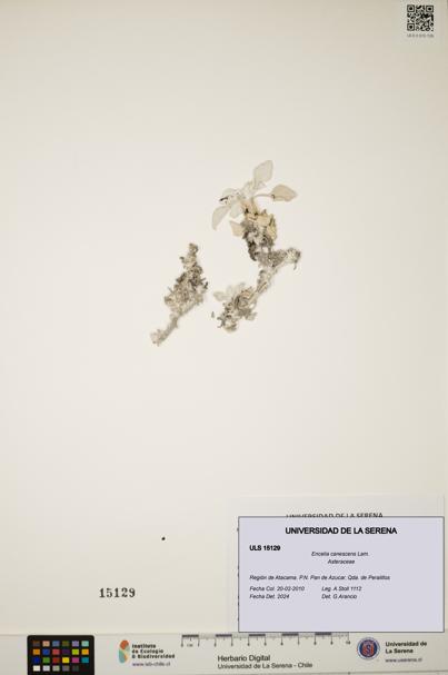 Encelia canescens [Espécimen: ULS:ULS:0015129]