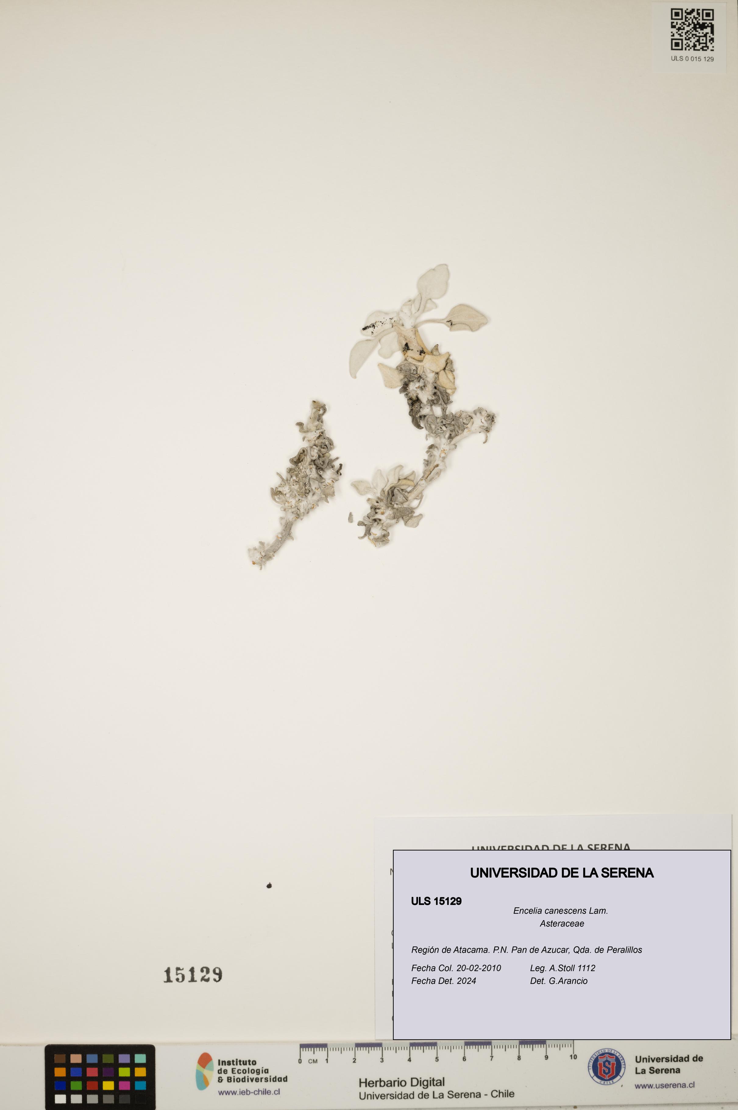 Encelia canescens [Espécimen: ULS:ULS:0015129]