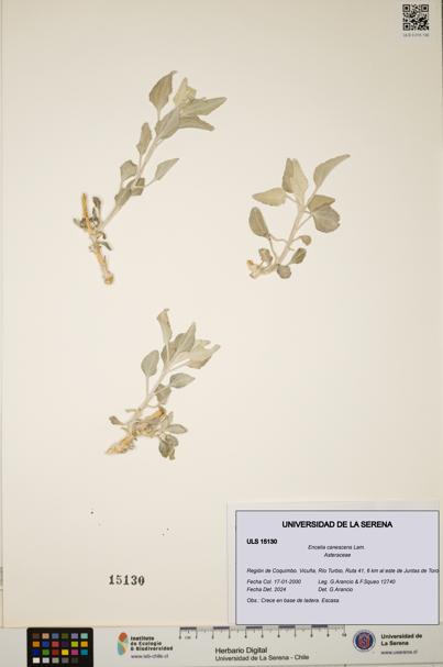 Encelia canescens [Espécimen: ULS:ULS:0015130]