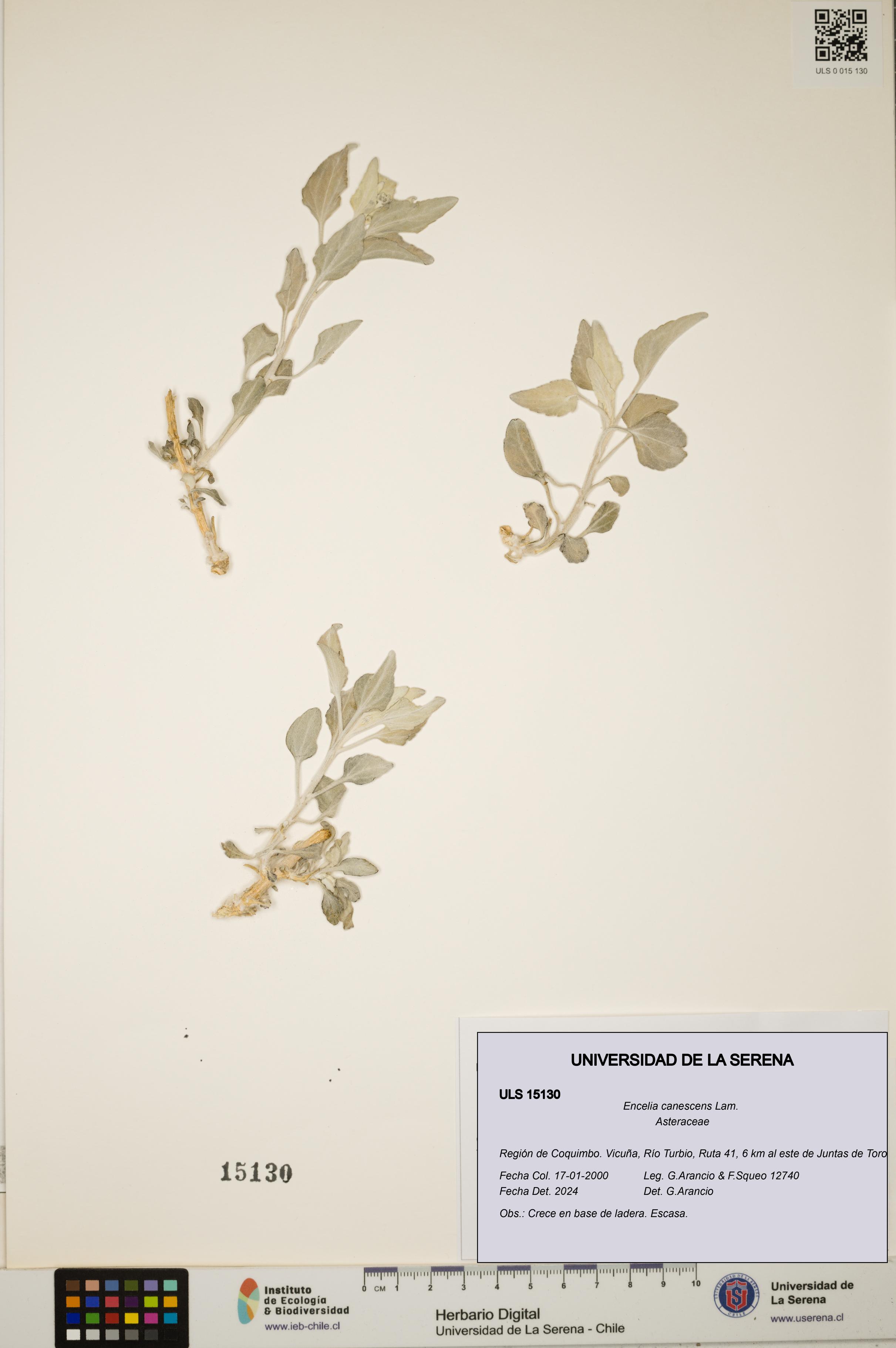 Encelia canescens [Espécimen: ULS:ULS:0015130]