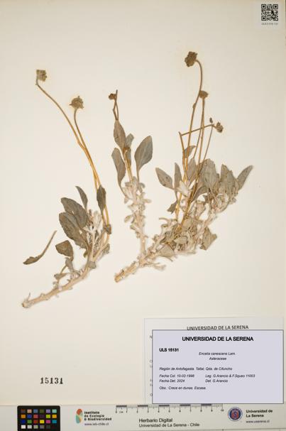 Encelia canescens [Espécimen: ULS:ULS:0015131]