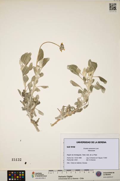 Encelia canescens [Espécimen: ULS:ULS:0015132]