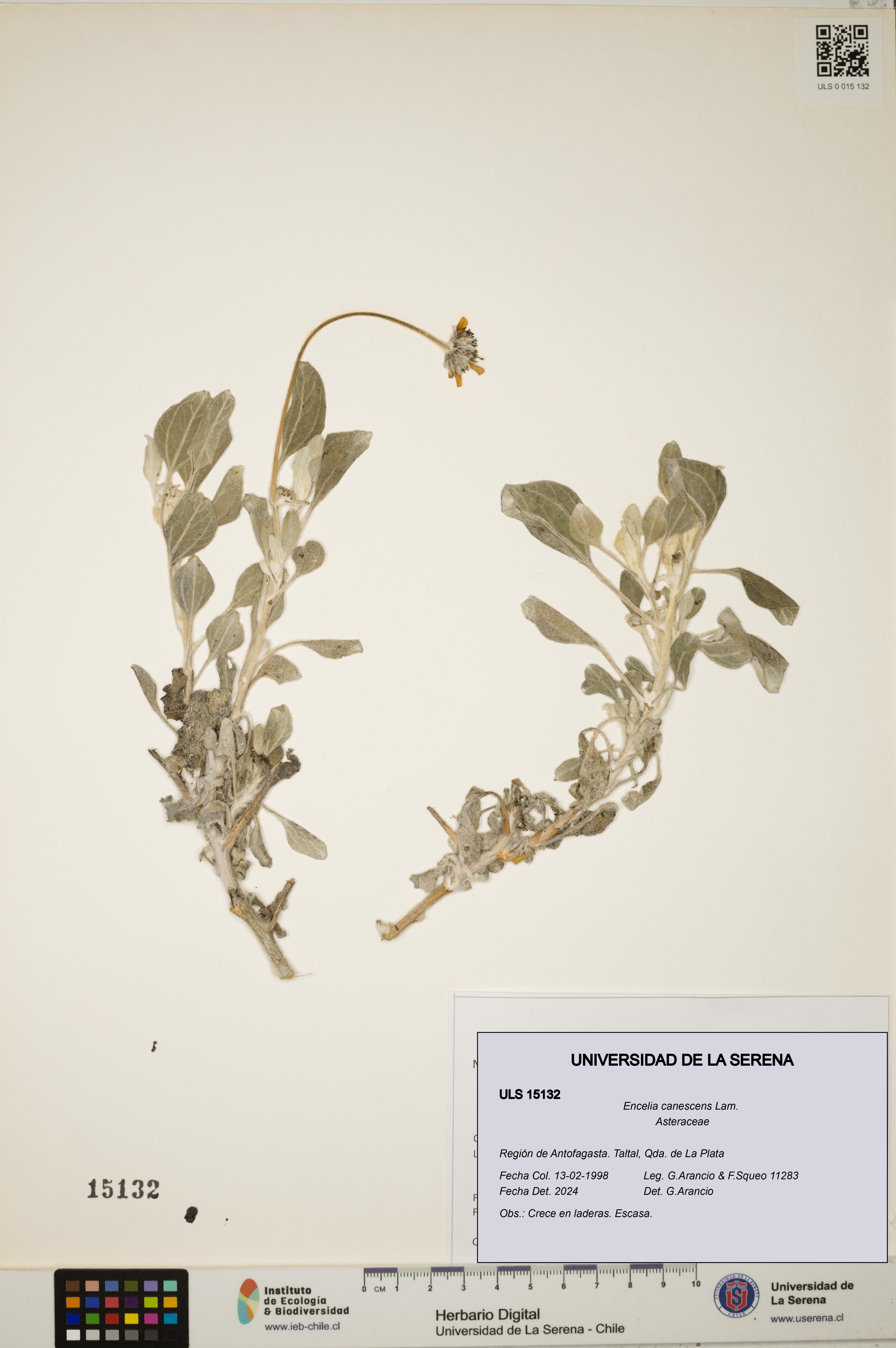 Encelia canescens [Espécimen: ULS:ULS:0015132]
