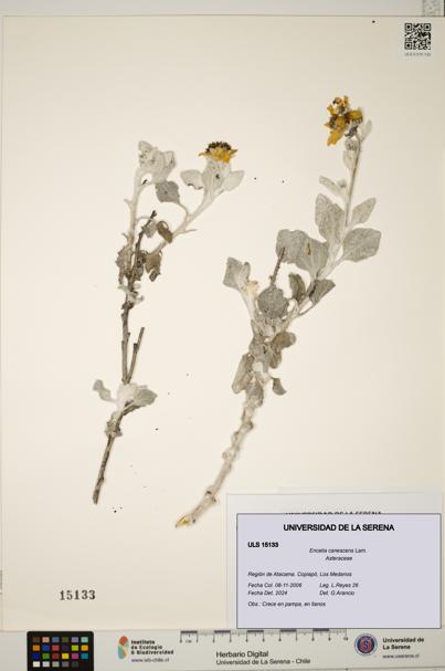 Encelia canescens [Espécimen: ULS:ULS:0015133]