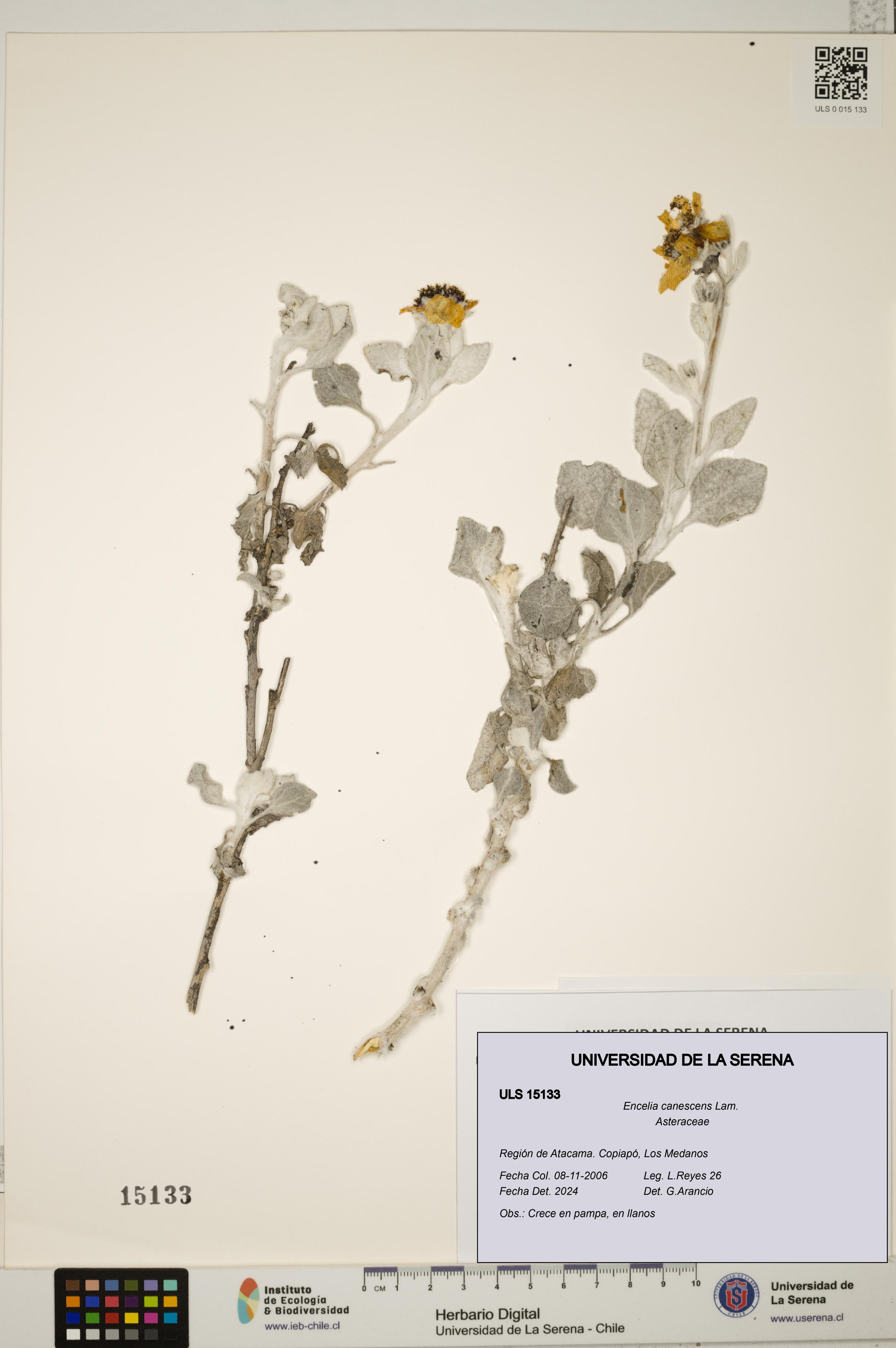 Encelia canescens [Espécimen: ULS:ULS:0015133]