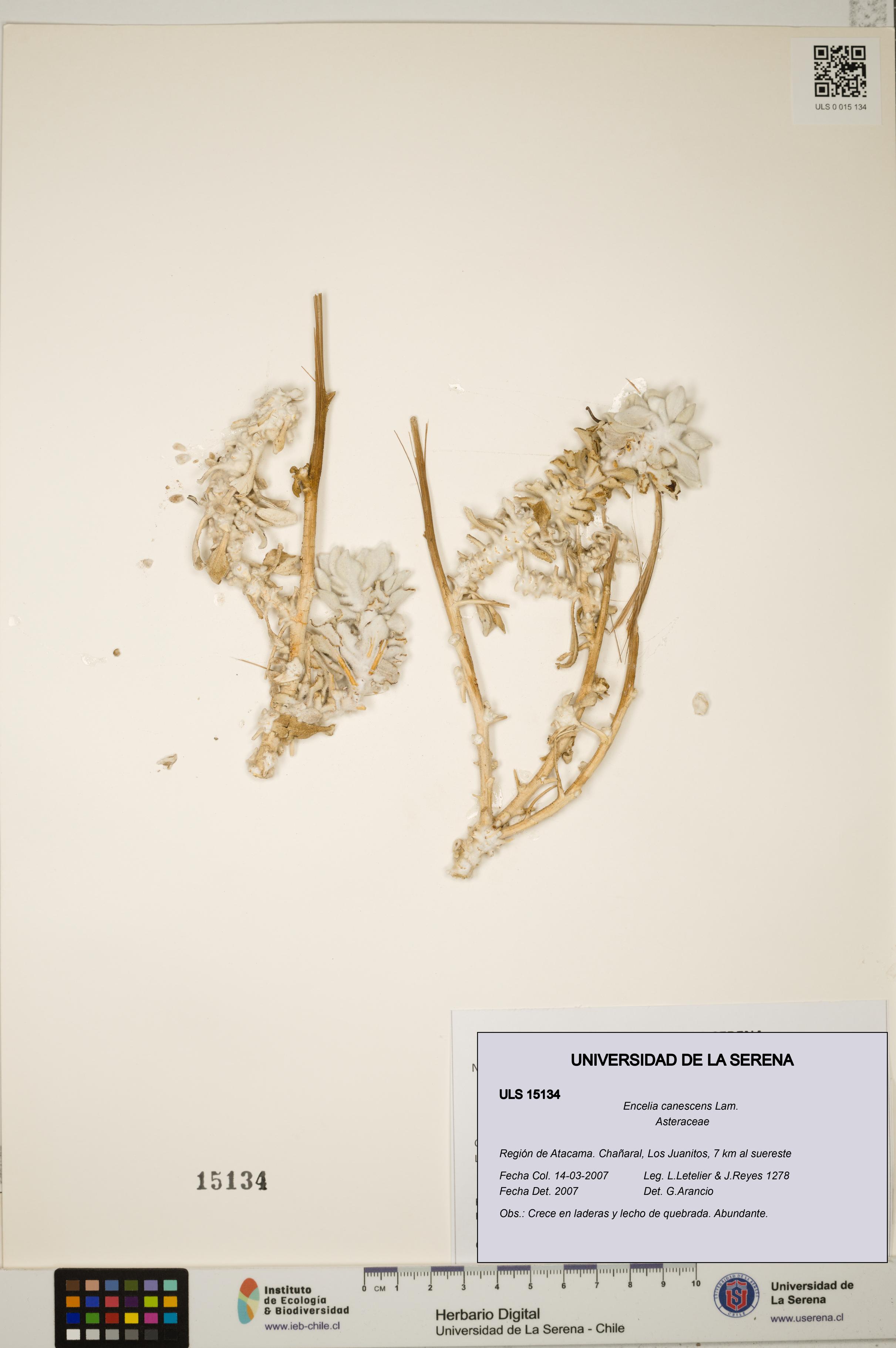 Encelia canescens [Espécimen: ULS:ULS:0015134]