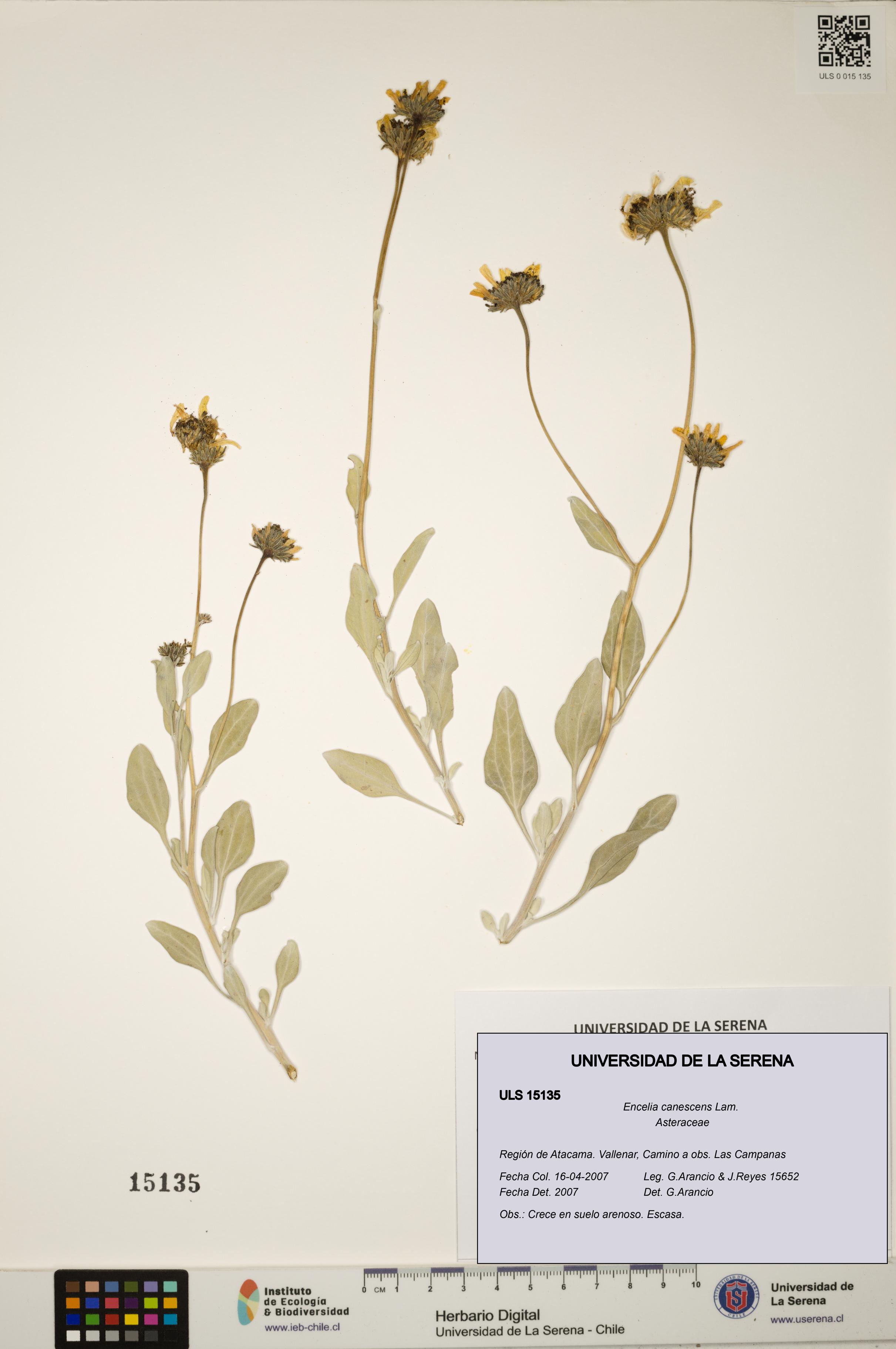 Encelia canescens [Espécimen: ULS:ULS:0015135]