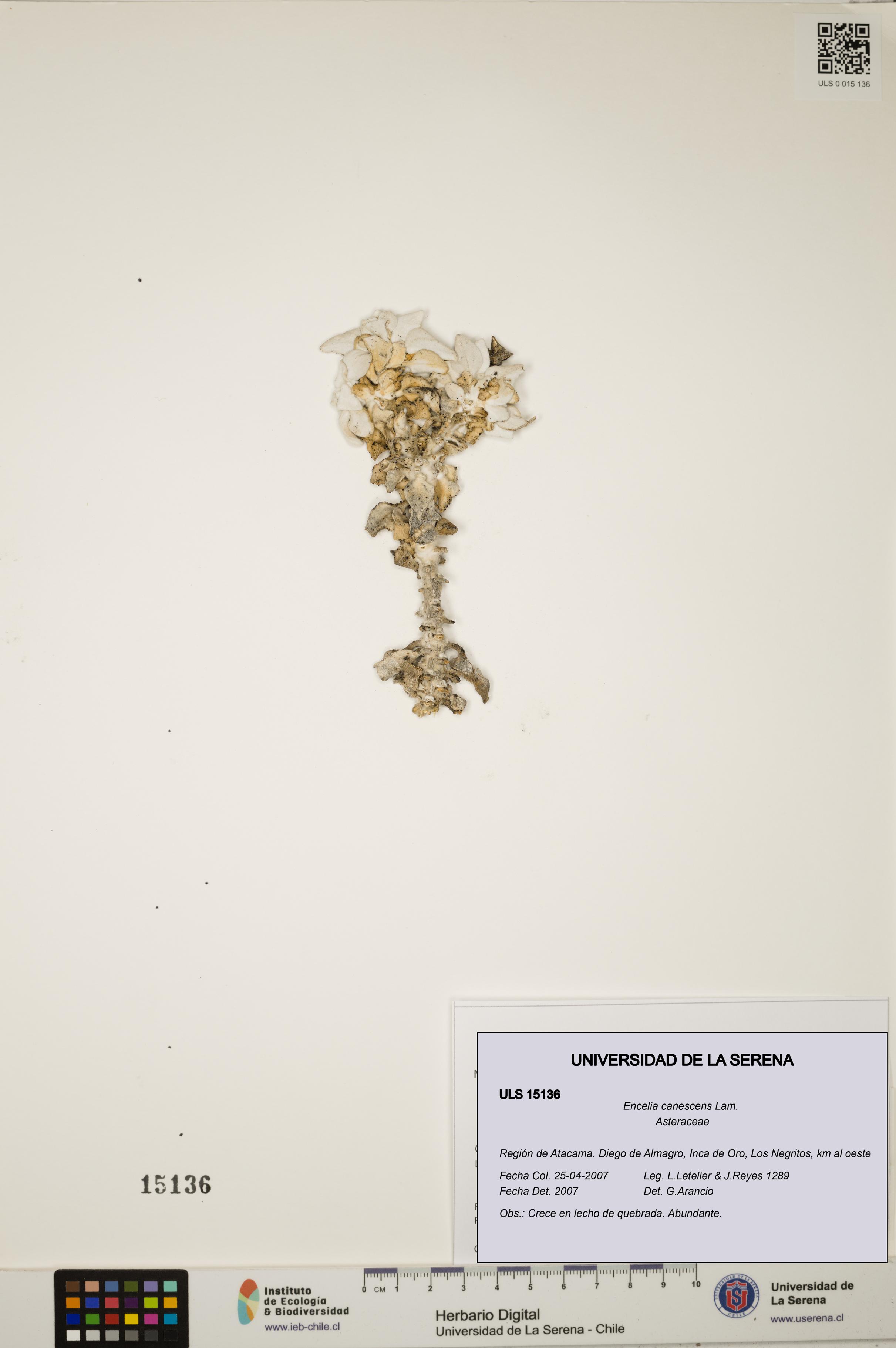 Encelia canescens [Espécimen: ULS:ULS:0015136]