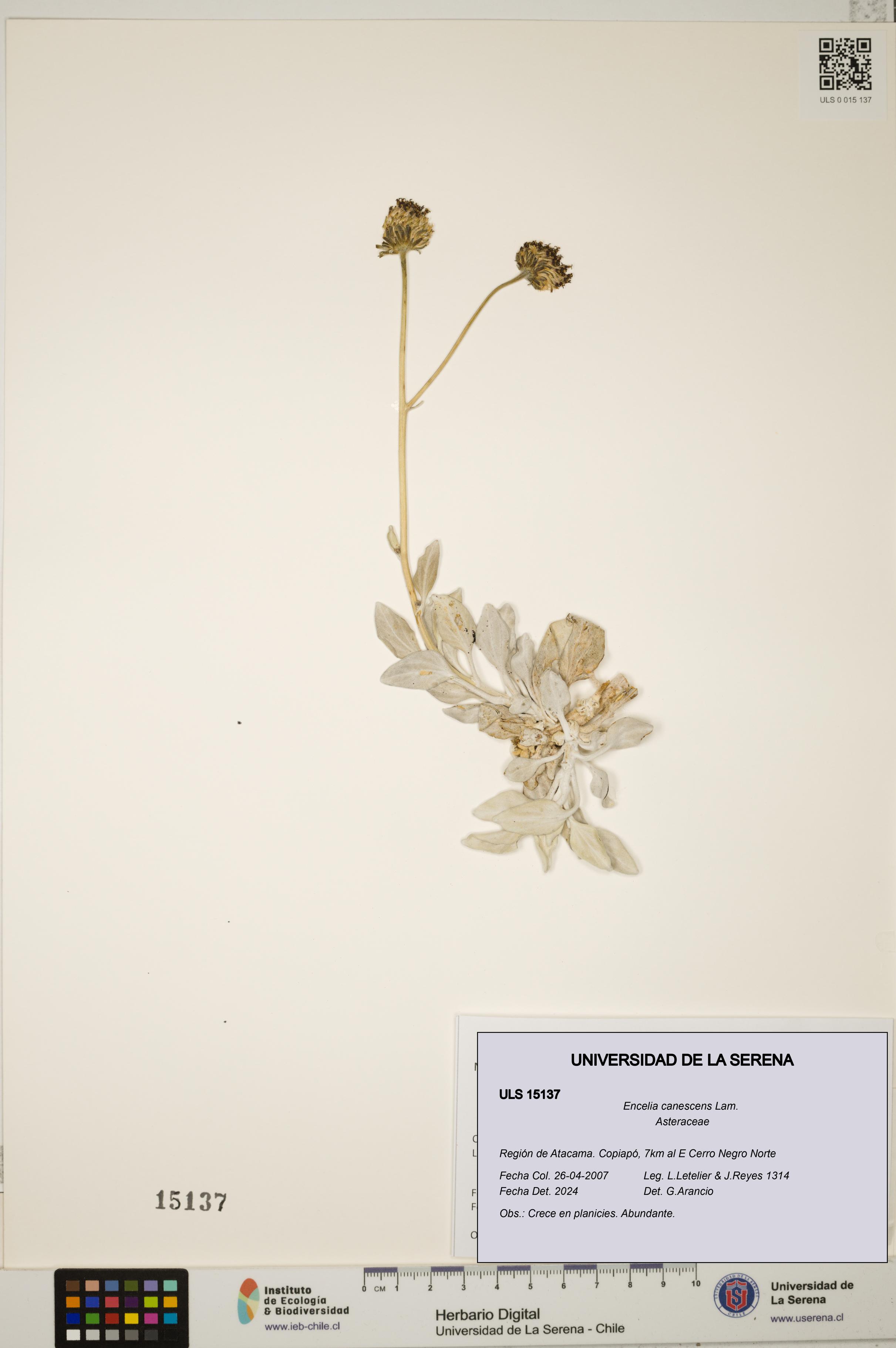 Encelia canescens [Espécimen: ULS:ULS:0015137]