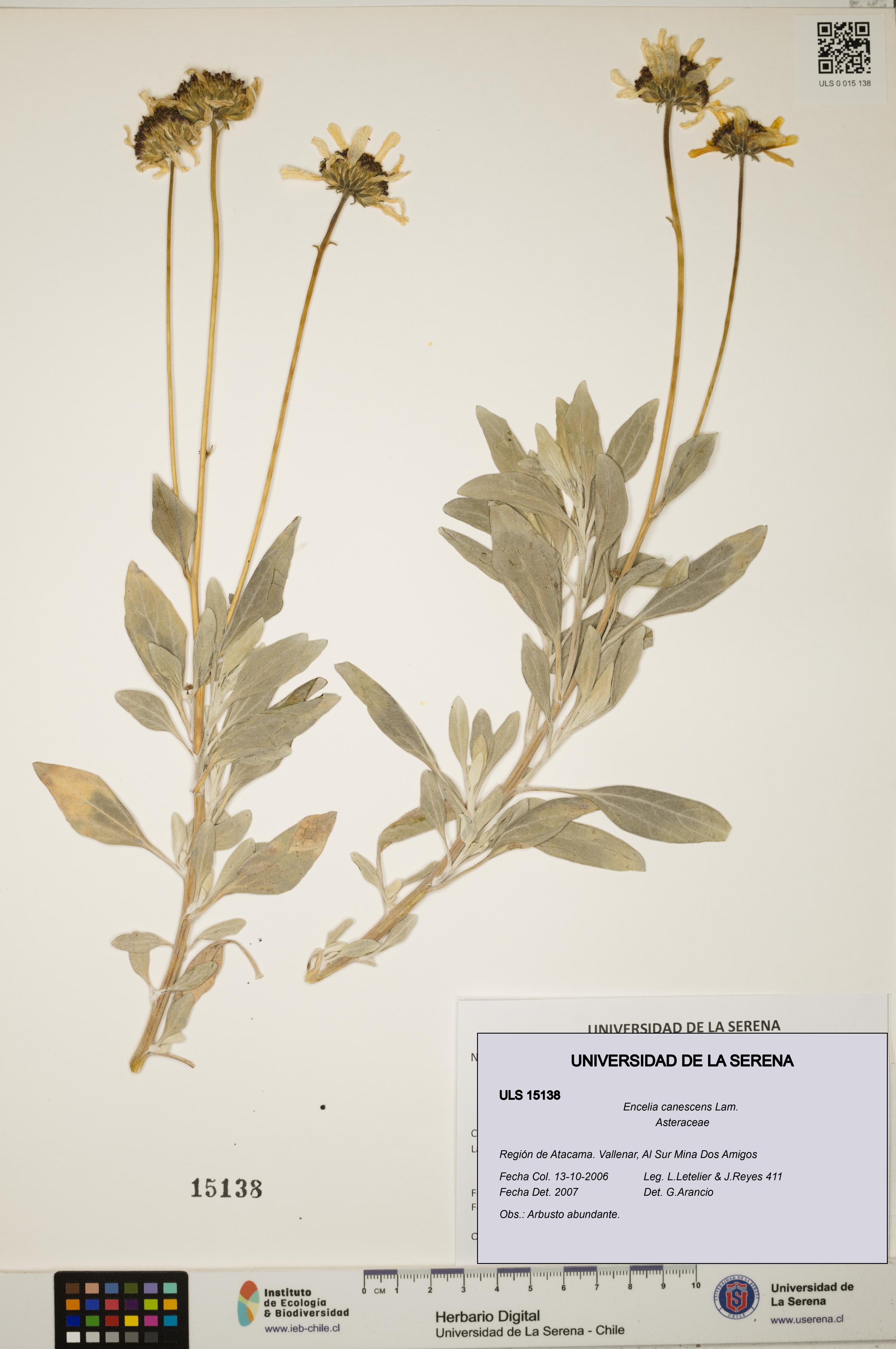 Encelia canescens [Espécimen: ULS:ULS:0015138]