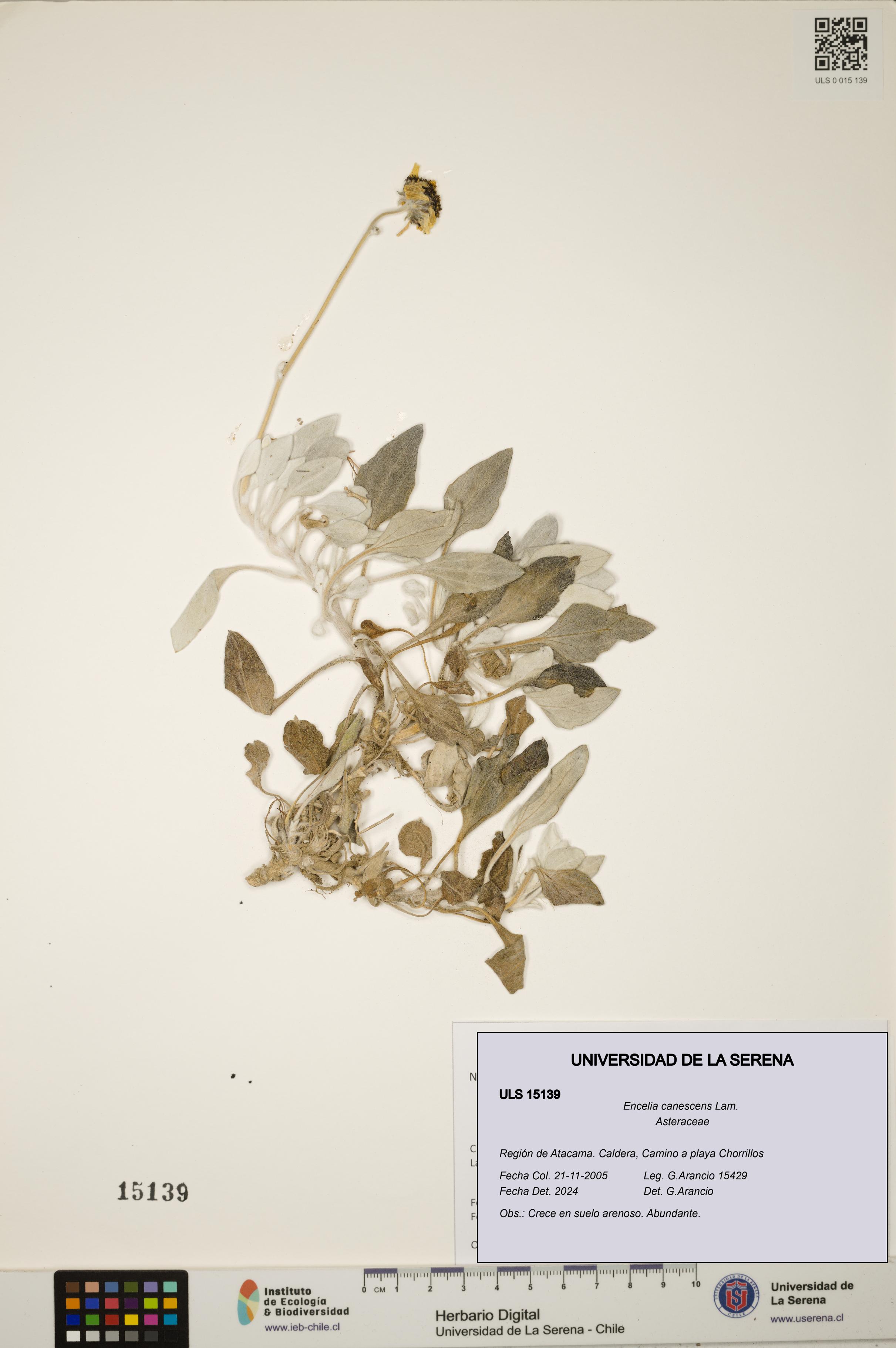 Encelia canescens [Espécimen: ULS:ULS:0015139]