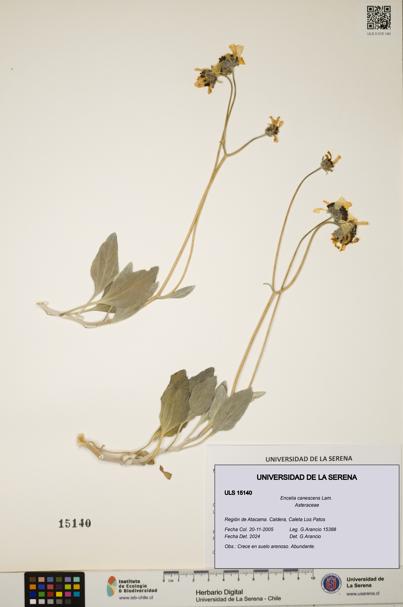 Encelia canescens [Espécimen: ULS:ULS:0015140]