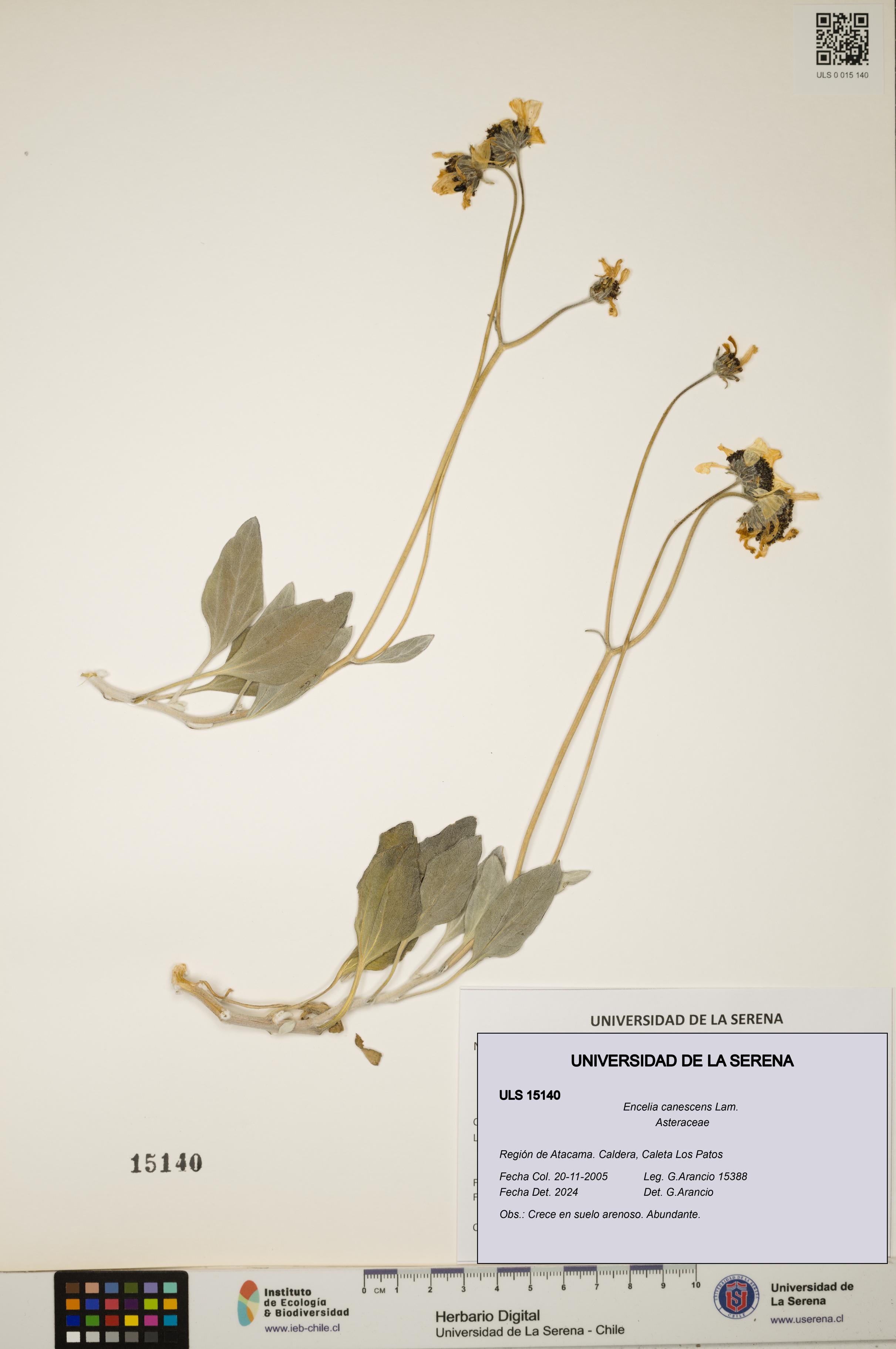 Encelia canescens [Espécimen: ULS:ULS:0015140]
