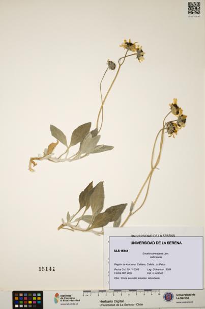 Encelia canescens [Espécimen: ULS:ULS:0015141]