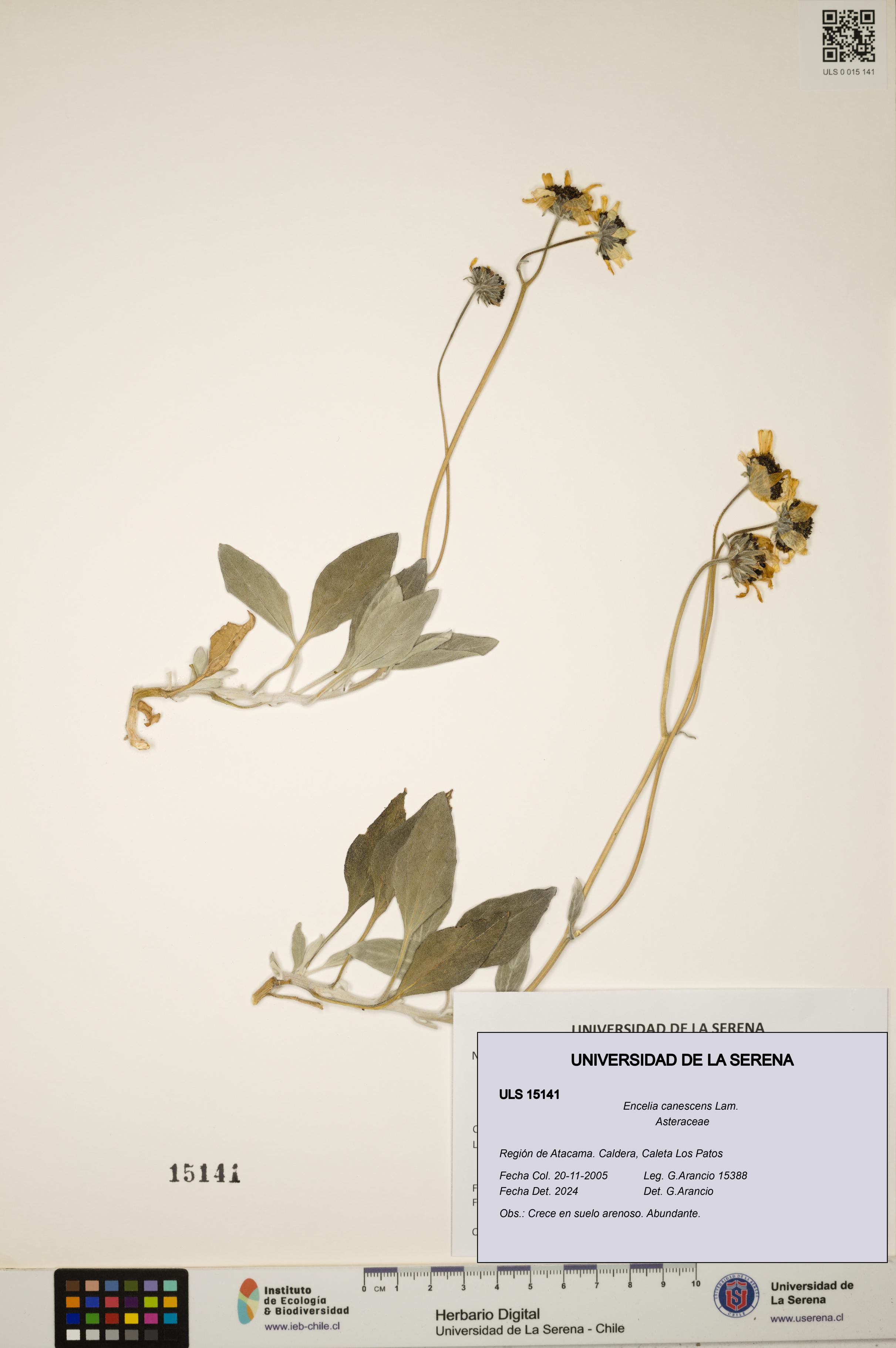 Encelia canescens [Espécimen: ULS:ULS:0015141]