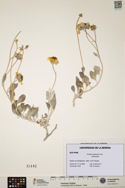 Encelia canescens [Espécimen: ULS:ULS:0015142]