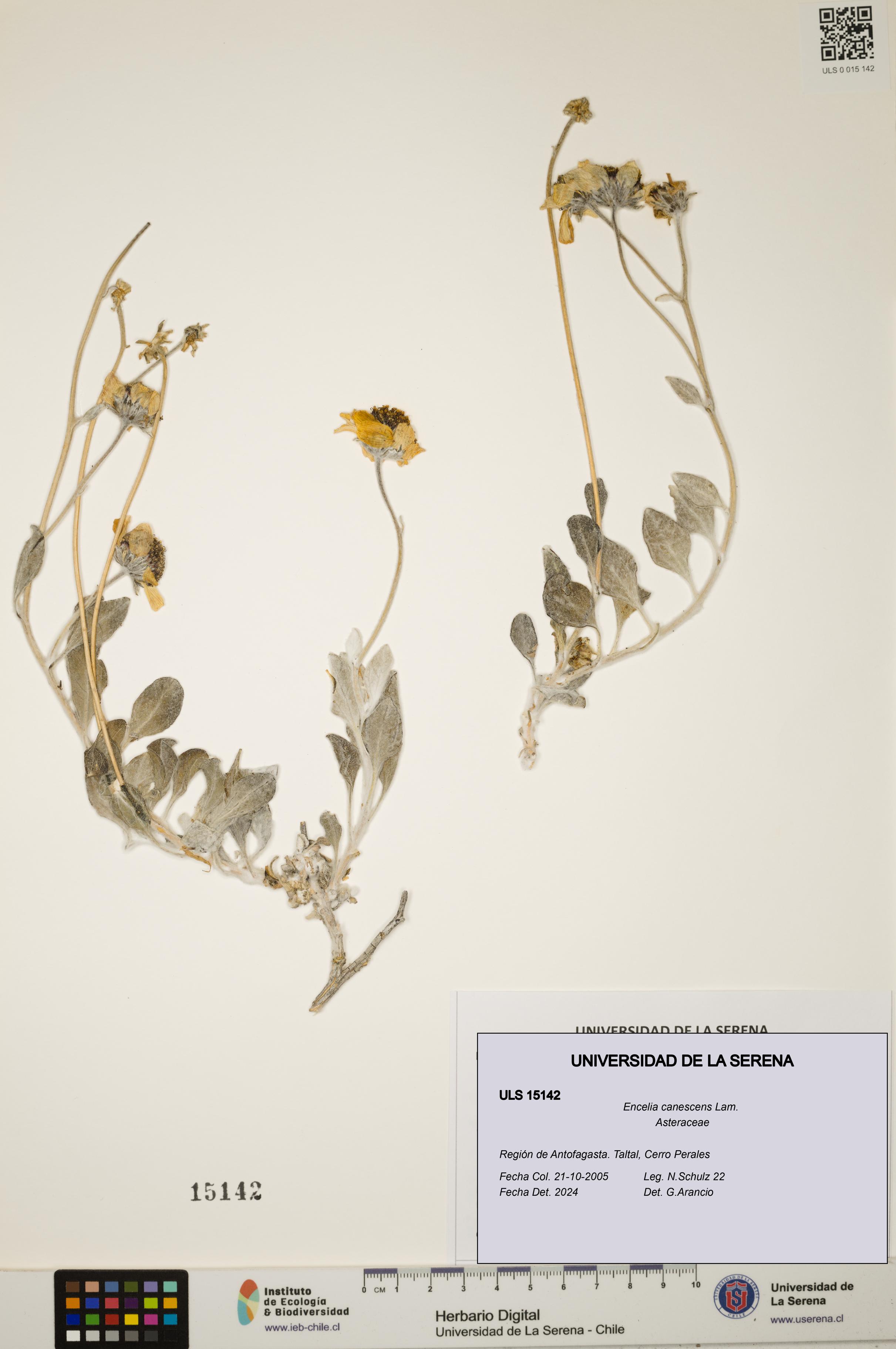 Encelia canescens [Espécimen: ULS:ULS:0015142]