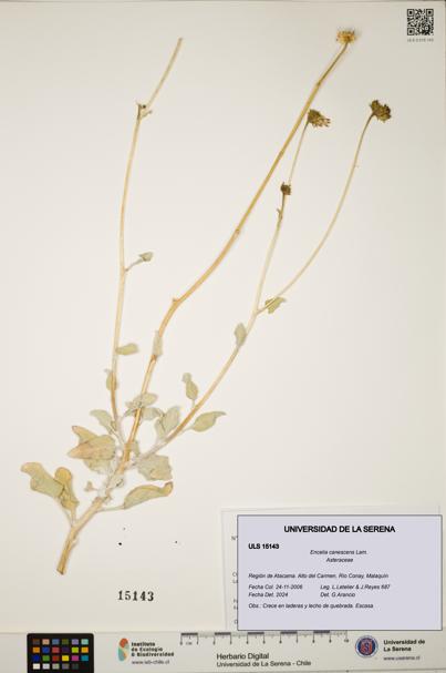 Encelia canescens [Espécimen: ULS:ULS:0015143]