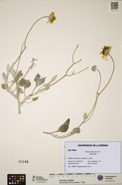 Encelia canescens [Espécimen: ULS:ULS:0015144]