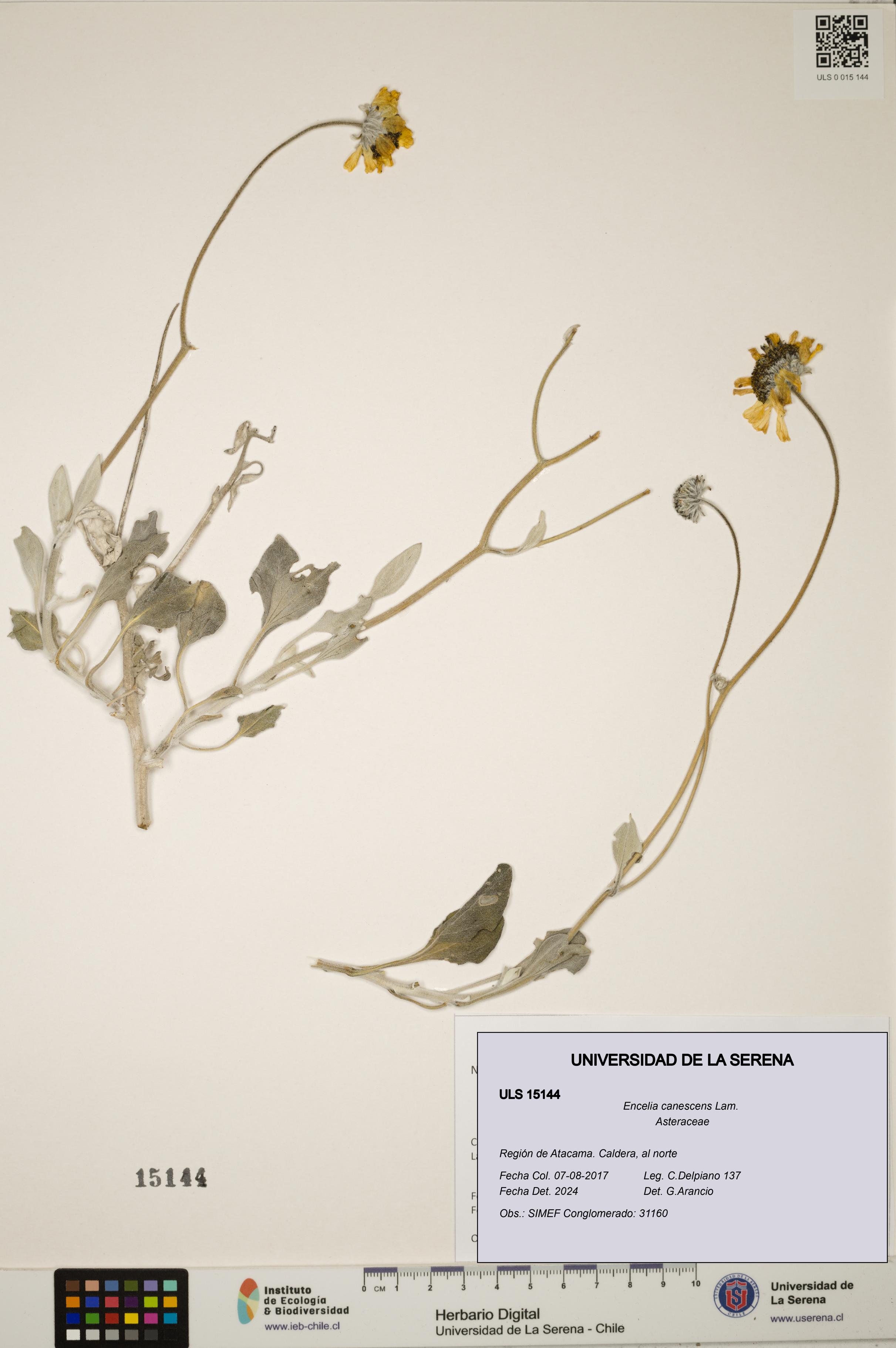 Encelia canescens [Espécimen: ULS:ULS:0015144]