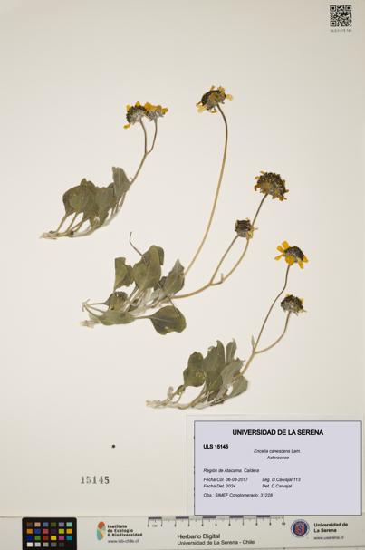Encelia canescens [Espécimen: ULS:ULS:0015145]