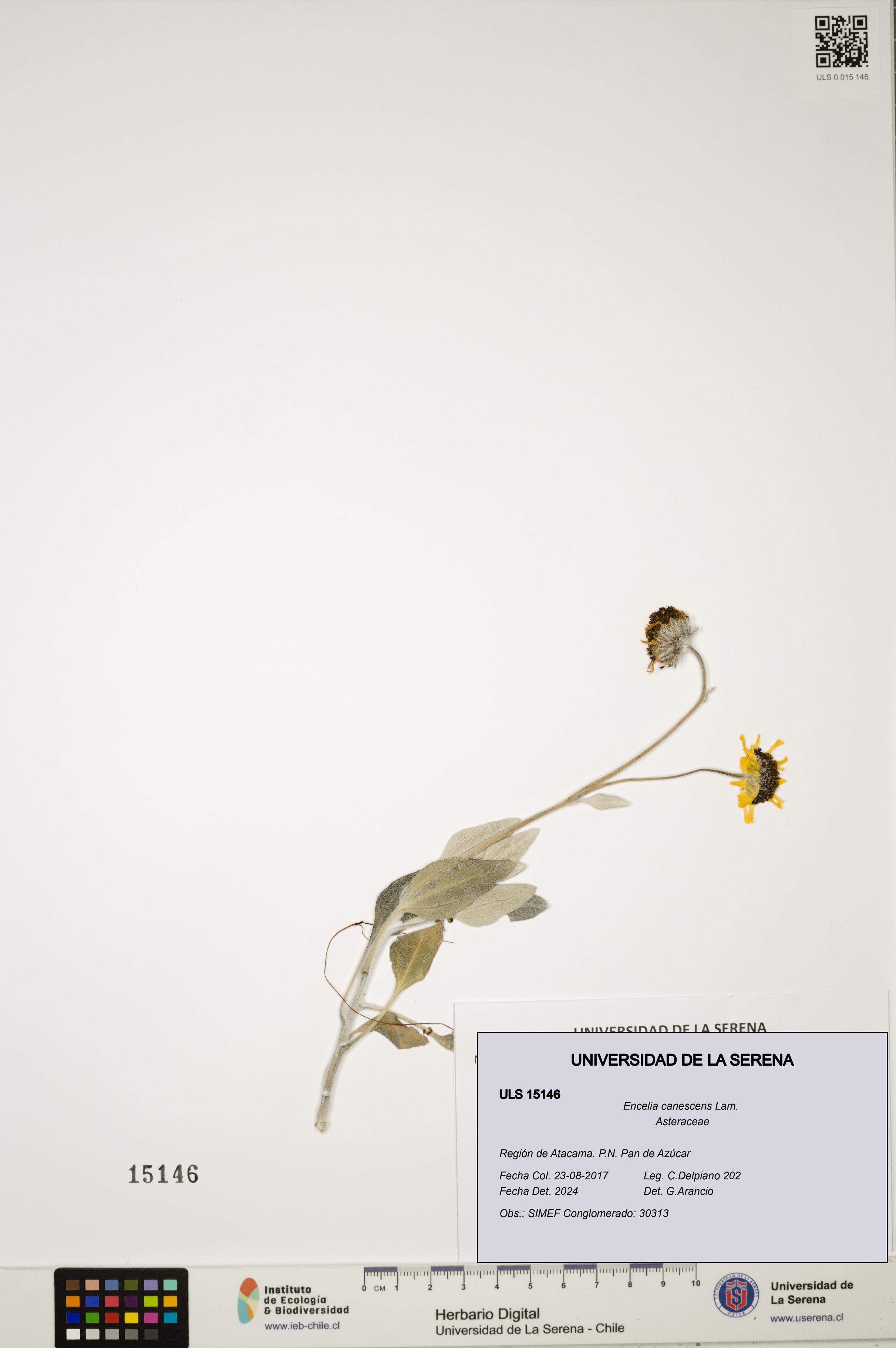 Encelia canescens [Espécimen: ULS:ULS:0015146]