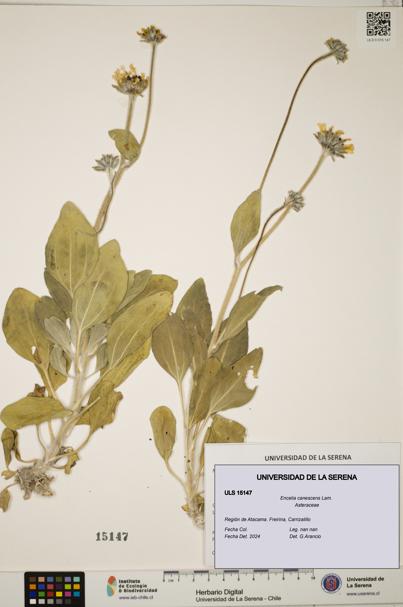 Encelia canescens [Espécimen: ULS:ULS:0015147]