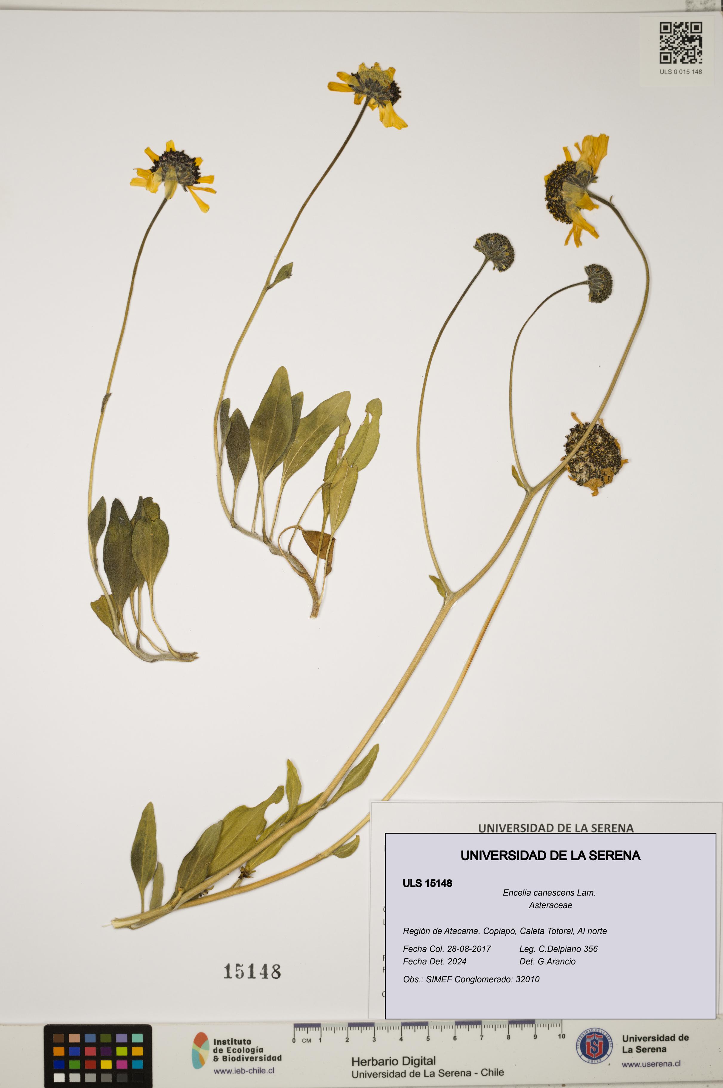 Encelia canescens [Espécimen: ULS:ULS:0015148]