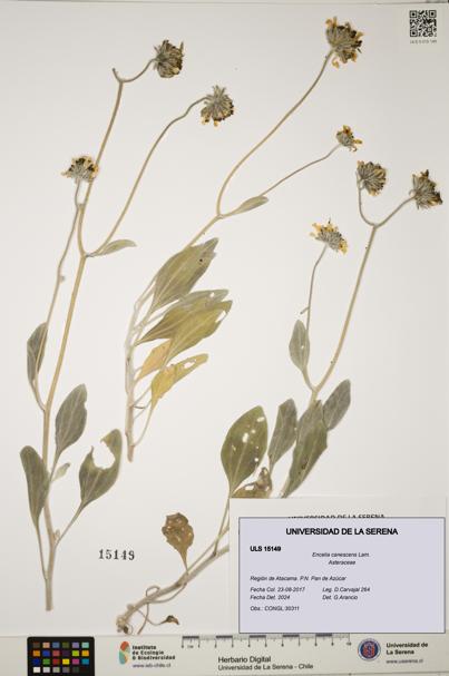 Encelia canescens [Espécimen: ULS:ULS:0015149]