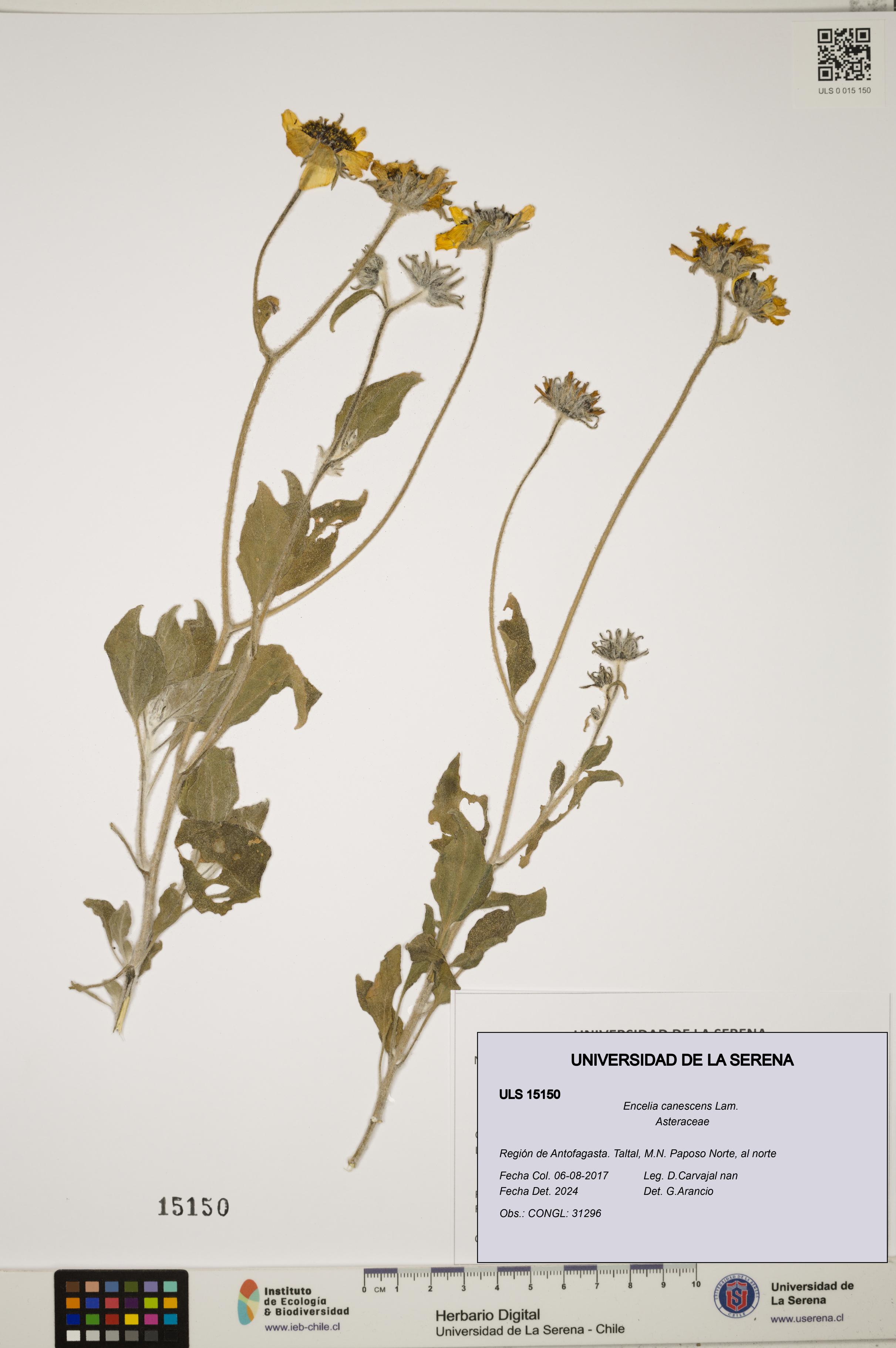 Encelia canescens [Espécimen: ULS:ULS:0015150]
