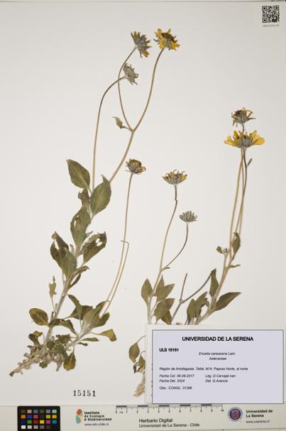 Encelia canescens [Espécimen: ULS:ULS:0015151]