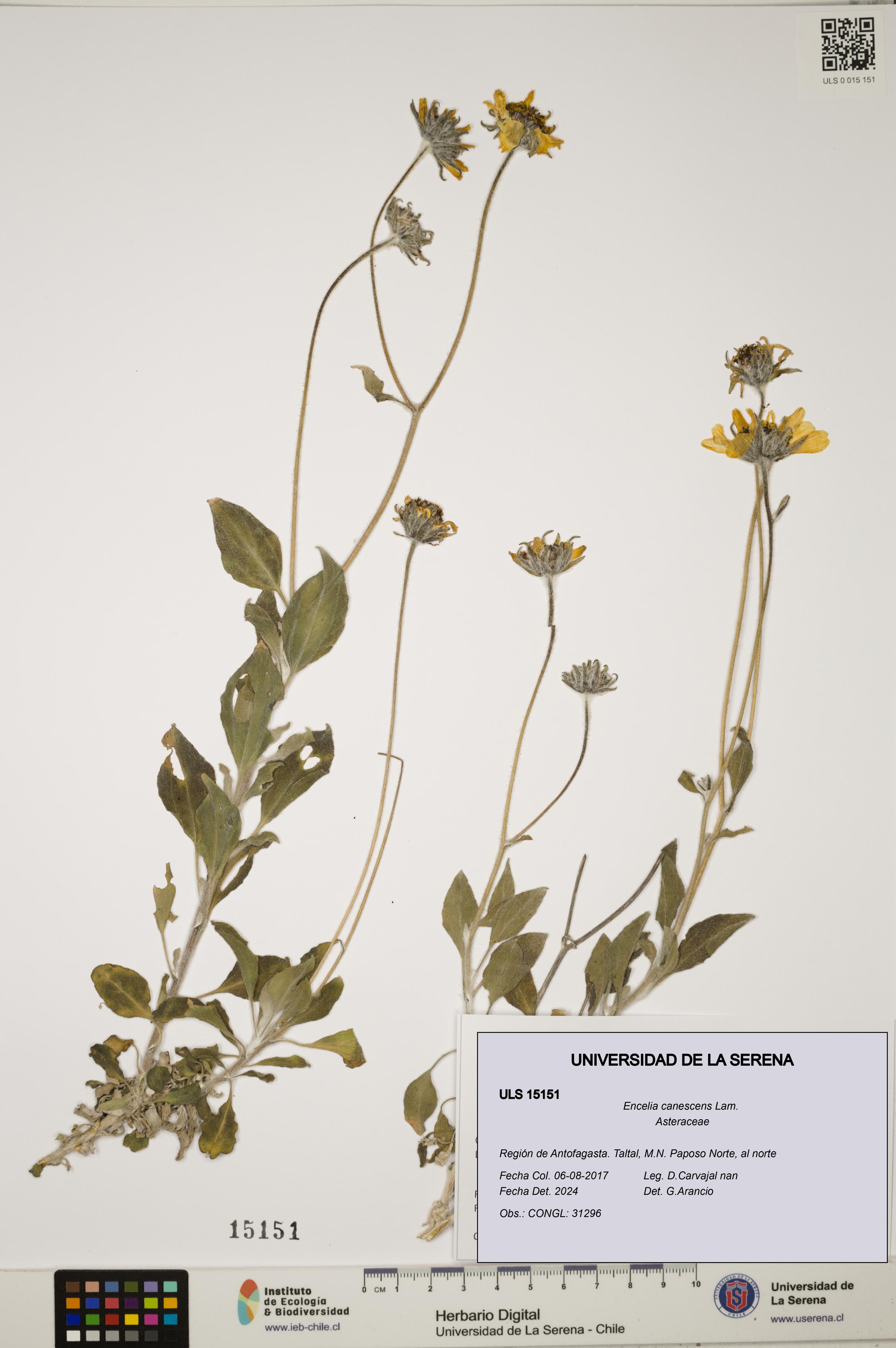Encelia canescens [Espécimen: ULS:ULS:0015151]
