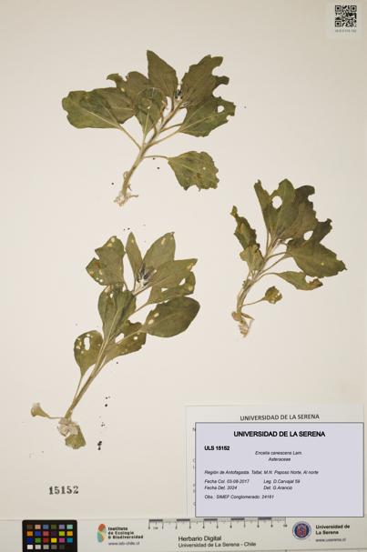 Encelia canescens [Espécimen: ULS:ULS:0015152]