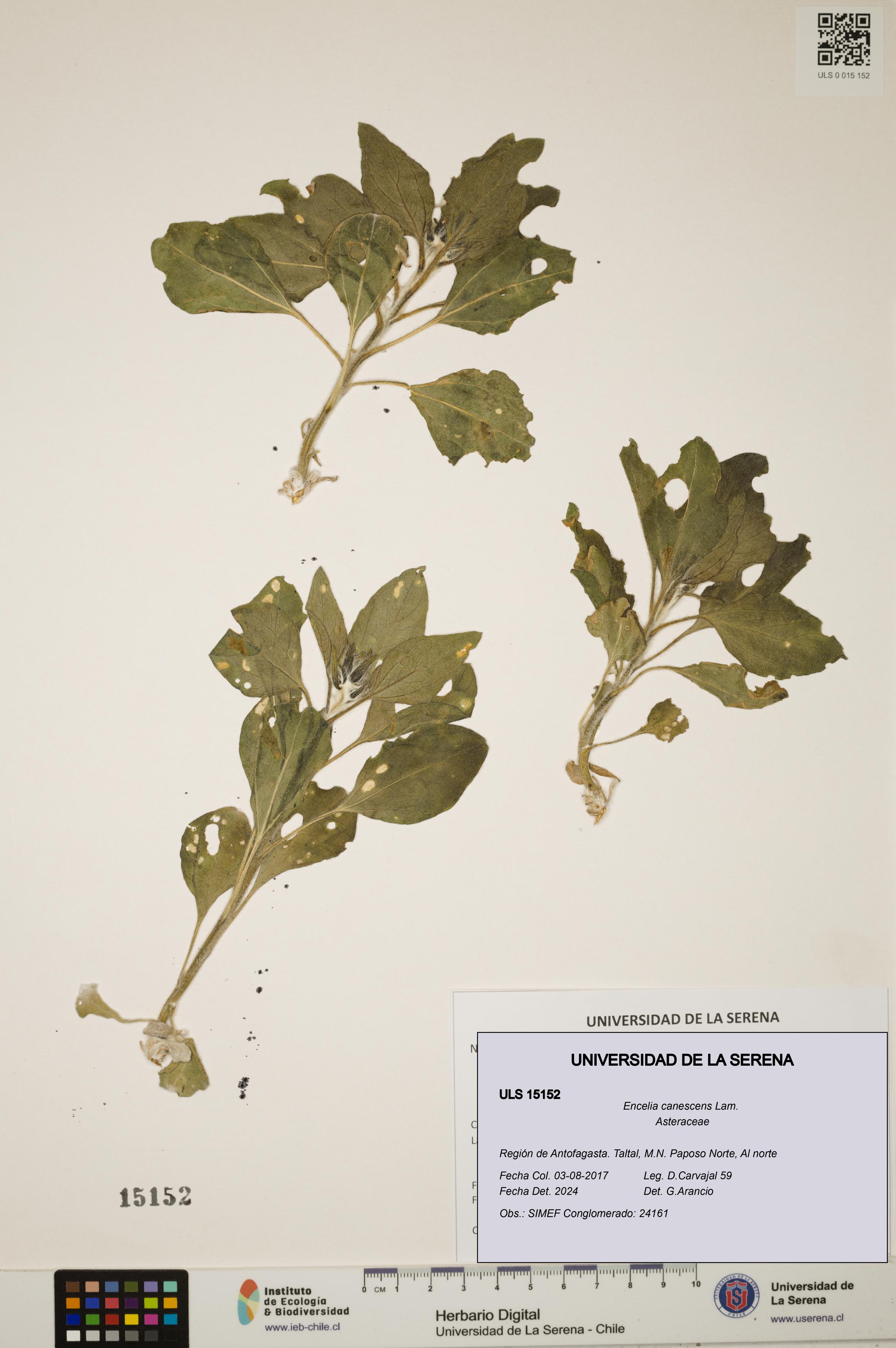 Encelia canescens [Espécimen: ULS:ULS:0015152]